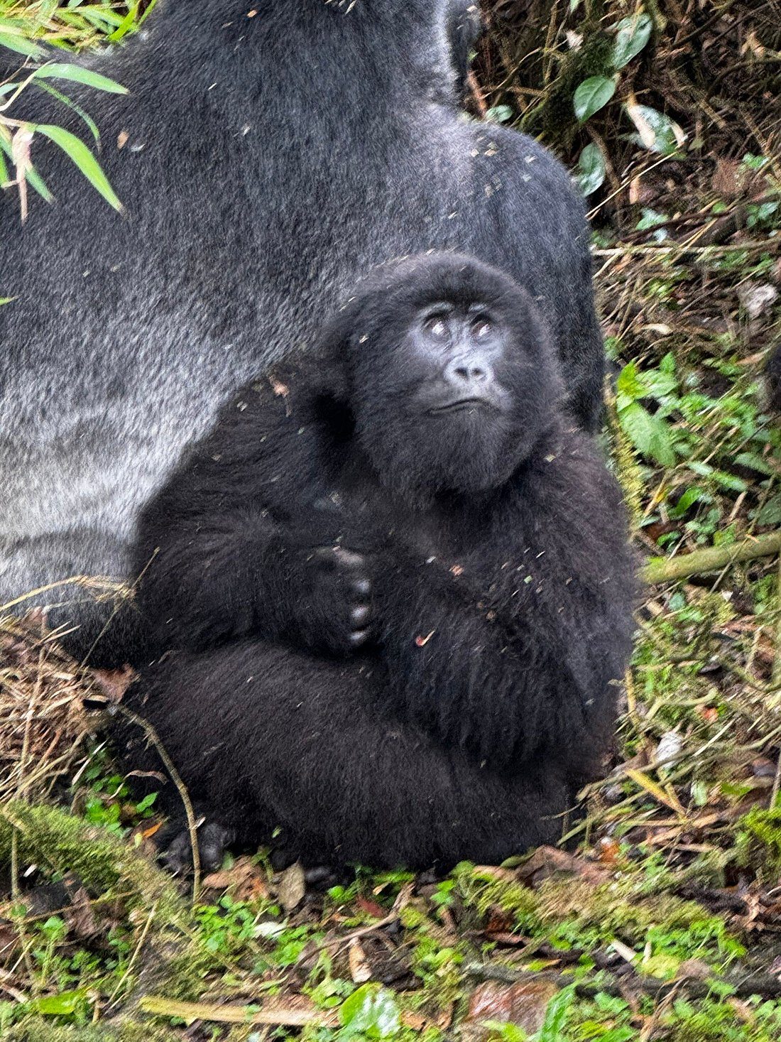 You are currently viewing Gorilla Trekking in Rwanda for Solo Travelers