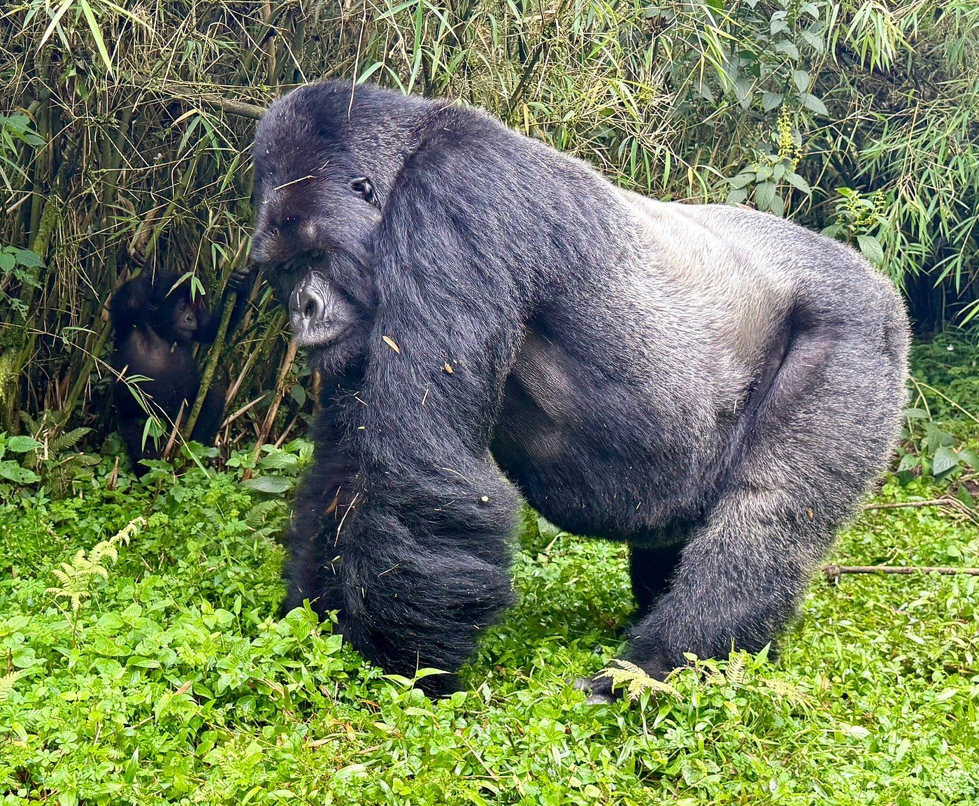 Read more about the article Gorilla Trekking Photography Rules in Rwanda Explained