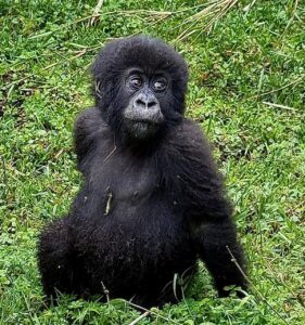 Read more about the article Rwanda Gorilla Safari Weather Guide by Month