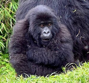 Read more about the article Gorilla Trekking Permits vs Full Safari Packages in Rwanda