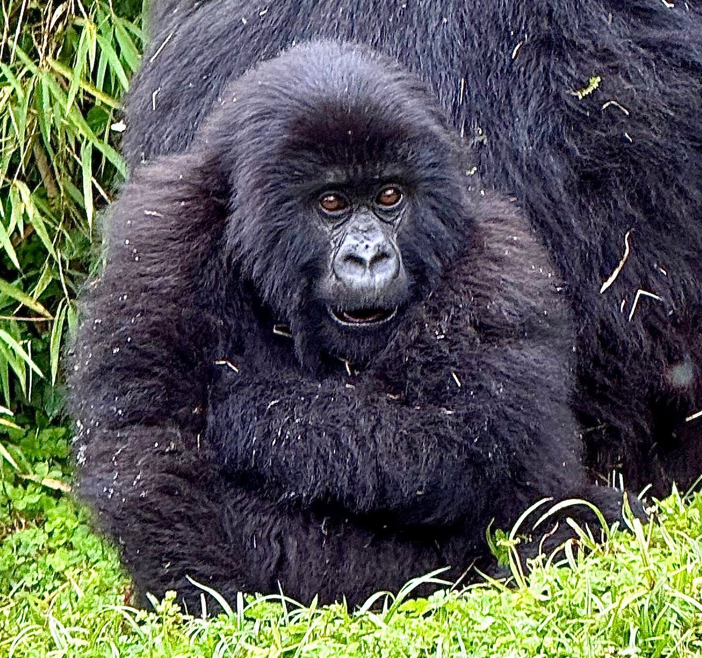 Read more about the article Gorilla Trekking Permits vs Full Safari Packages in Rwanda