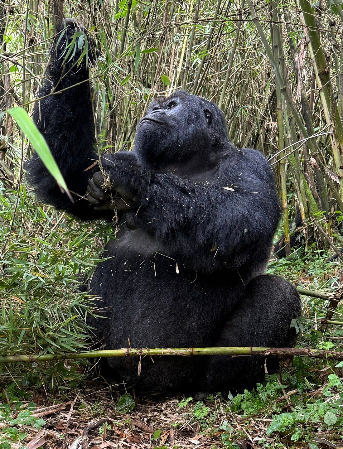 Read more about the article Rwanda Gorilla Safari Travel Insurance: What You Need to Know