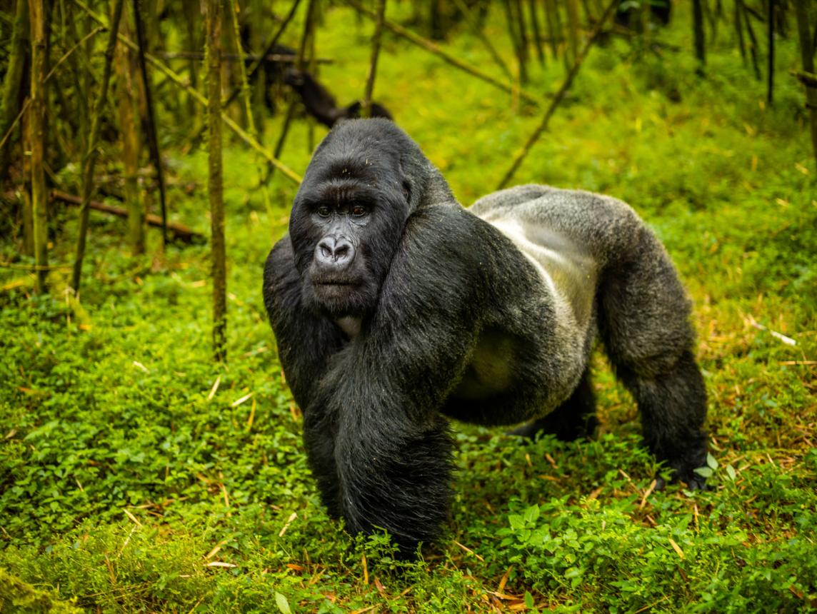 You are currently viewing Rwanda Safari Costs Breakdown: What You Really Pay For