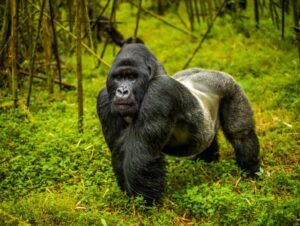 Read more about the article Rwanda Big Five Safari Combined with Gorilla Trekking