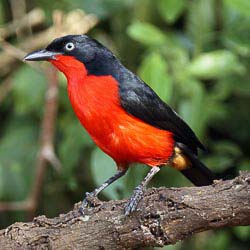 Read more about the article Akagera Safari During Dry Season vs Green Season