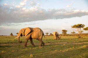 Read more about the article Rwanda Big Five Safari vs Kenya Safari Experience