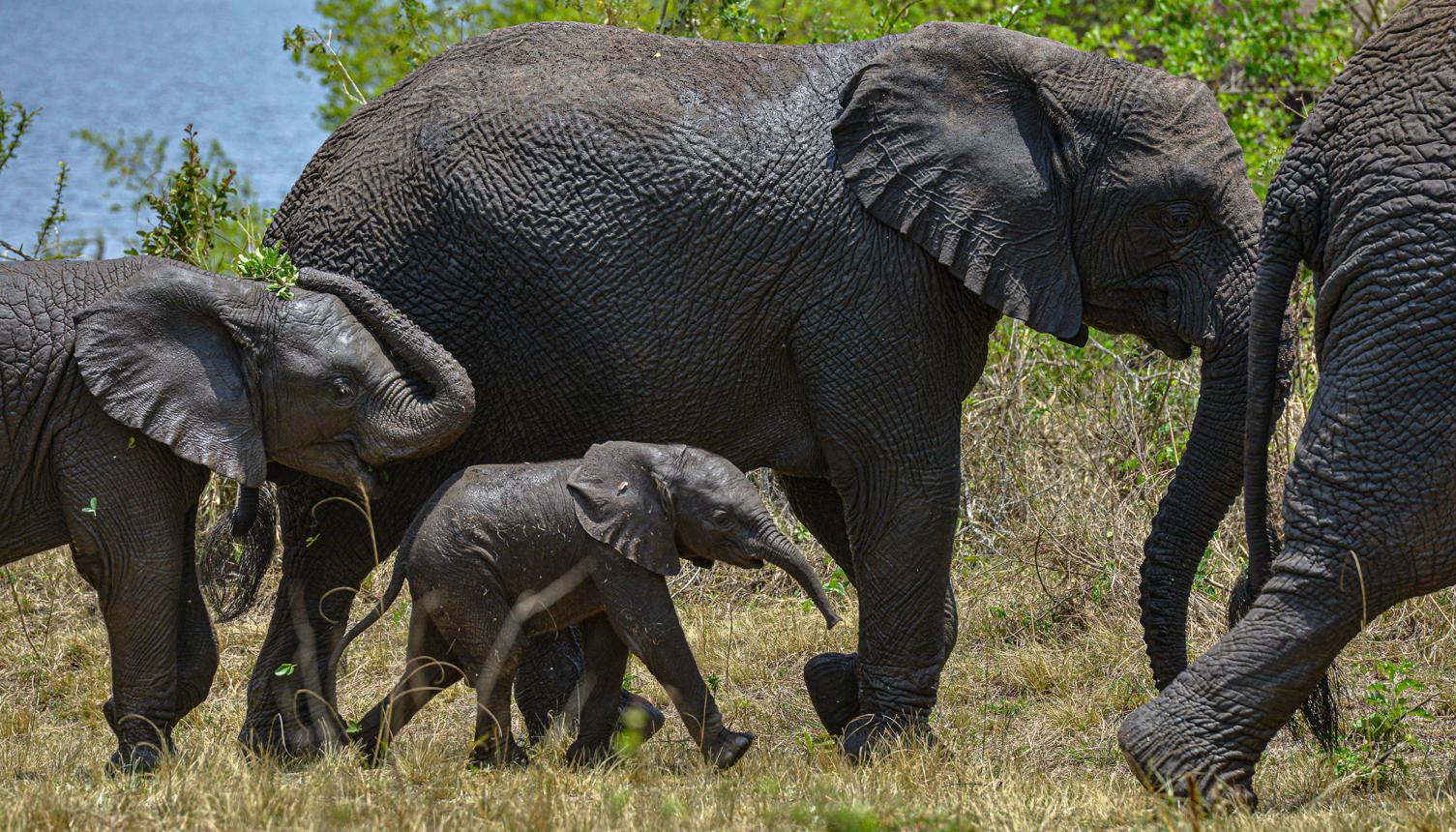 You are currently viewing Akagera National Park Safari Entry Gates & Zones Explained