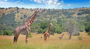 Read more about the article Akagera National Park Safari Rules Every Visitor Must Know