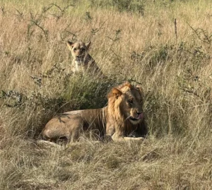 Read more about the article Boat Safaris on Lake Ihema: Wildlife Viewing Explained