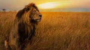 Read more about the article One-Day Big Five Safari in Rwanda – Is It Enough?