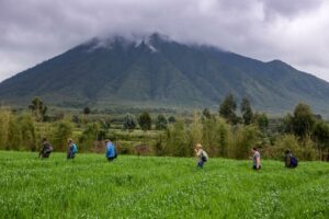 Read more about the article Rwanda Safari Planning Guide for International Travelers