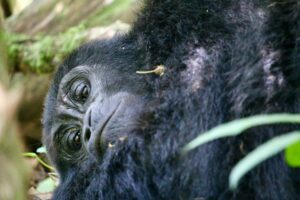 Luxury Uganda Gorilla Lodges