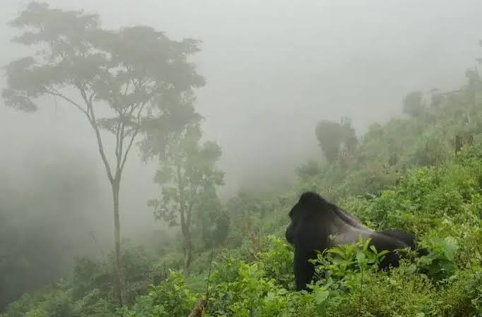 Read more about the article Gorilla Trekking in Low Season: Pros and Cons