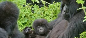 How Rwanda Protects Mountain Gorillas
