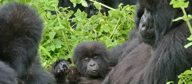 Read more about the article How Rwanda Protects Mountain Gorillas