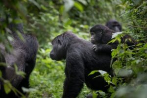 Uganda Gorilla Trekking Rules and Regulations