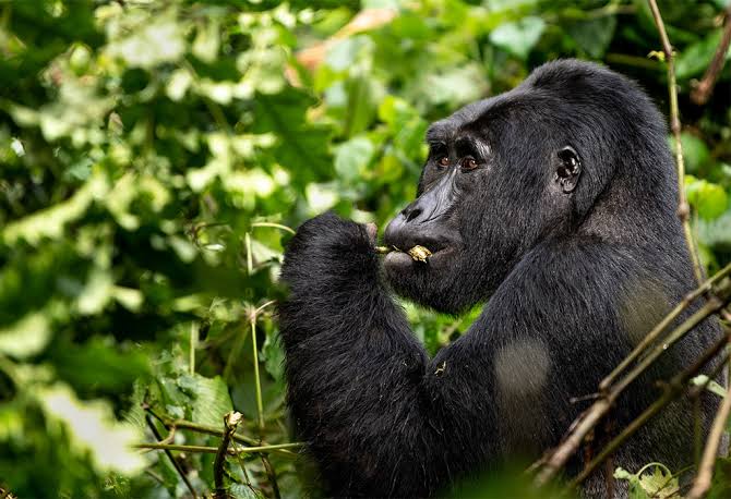 Read more about the article Rushaga vs Buhoma Gorilla Trekking