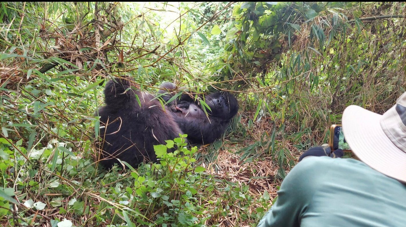Booking Gorilla permit in Rwanda