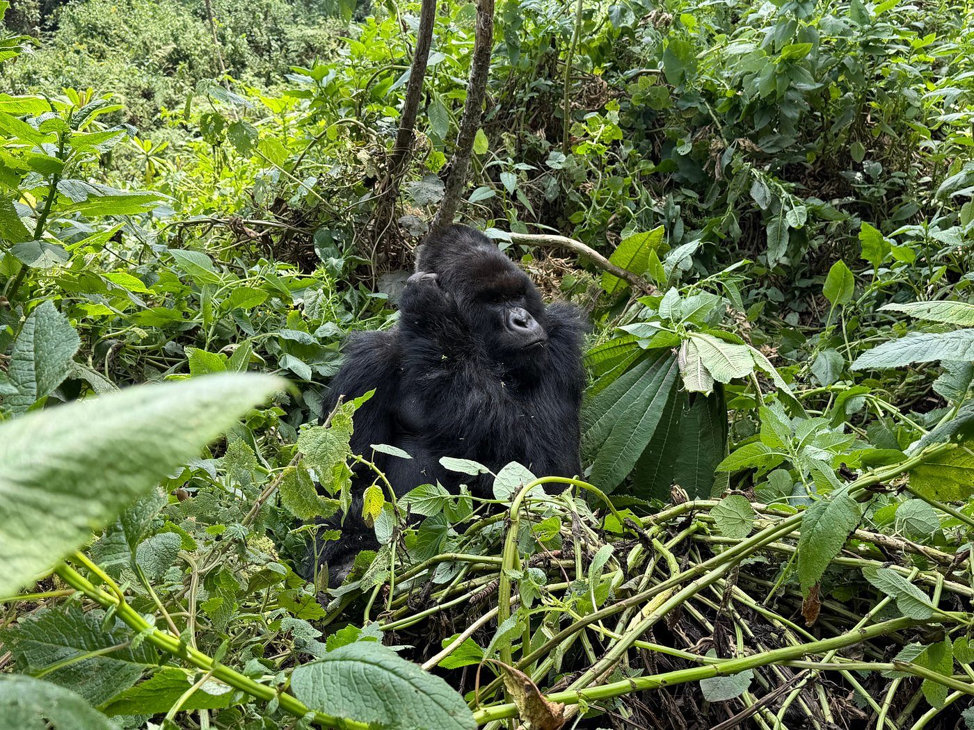 Rwanda Gorilla Safari Costs Explained: Permits, Prices Value Rwanda Gorilla Safari Costs Explained: Permits, Guides & Value
