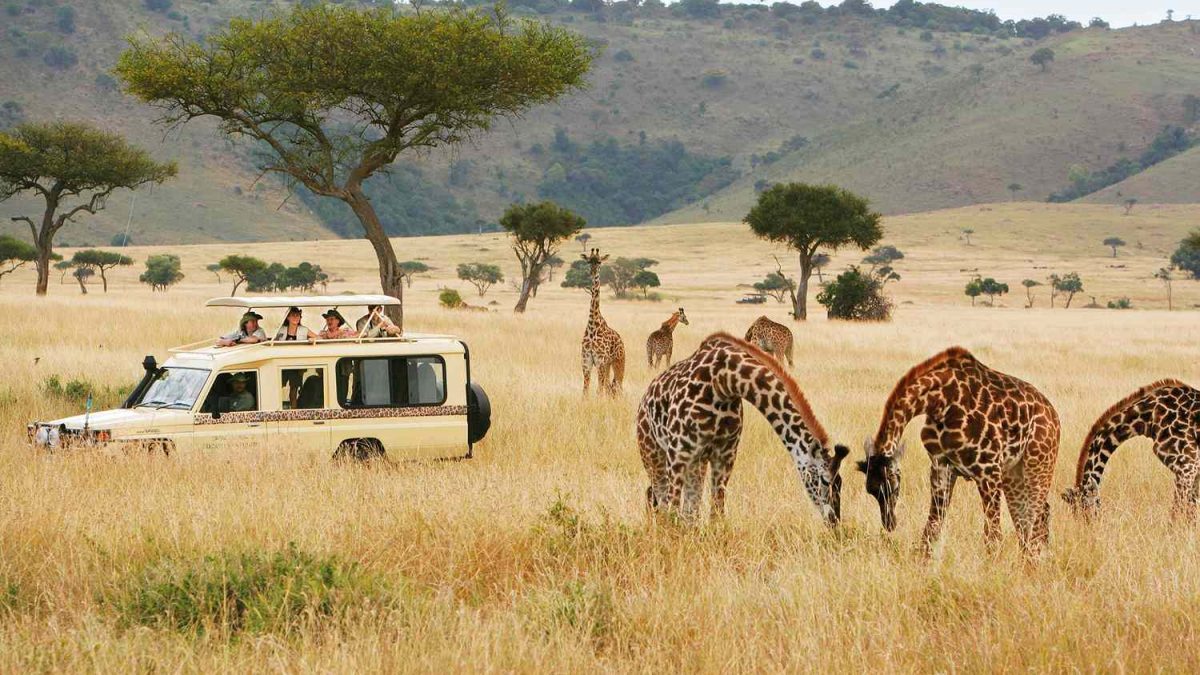 Safaris in Rwanda; Primates, Gorillas & Wildlife Safaris... Safaris in Rwanda