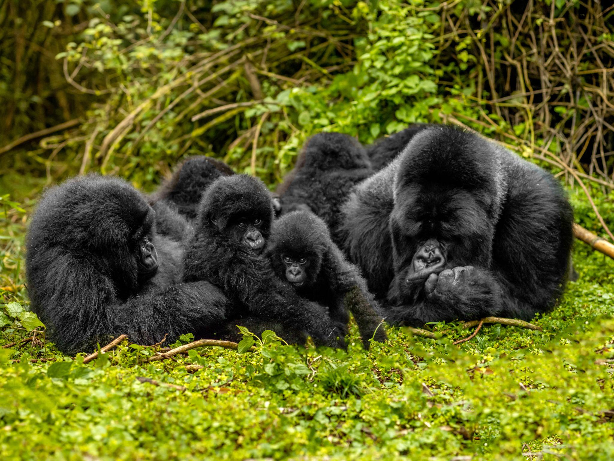 Rwanda Safari and Gorilla Trekking – One Epic Adventure.... Rwanda Safari and Gorilla Trekking