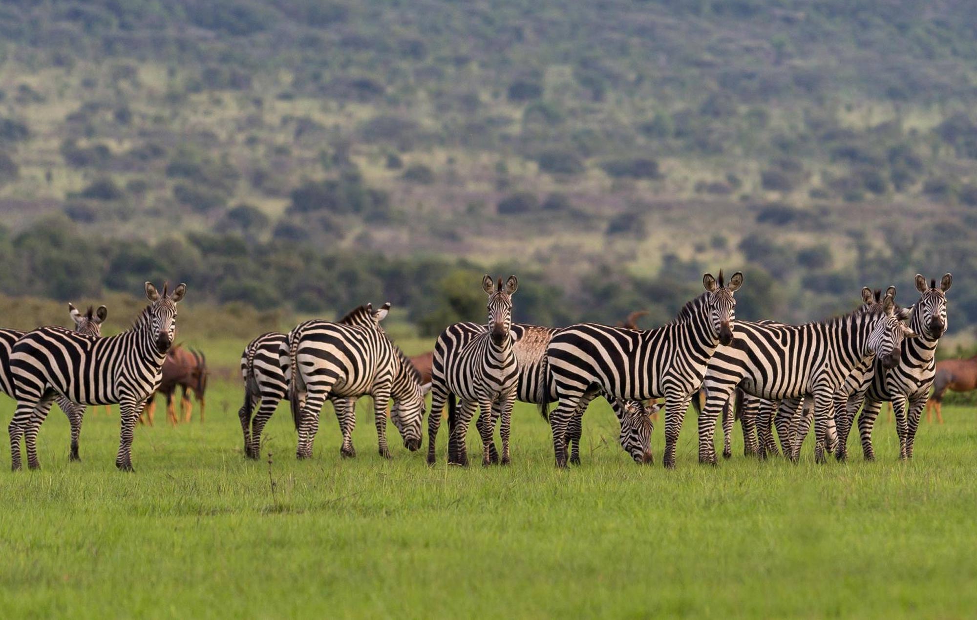 Read more about the article Akagera National Park