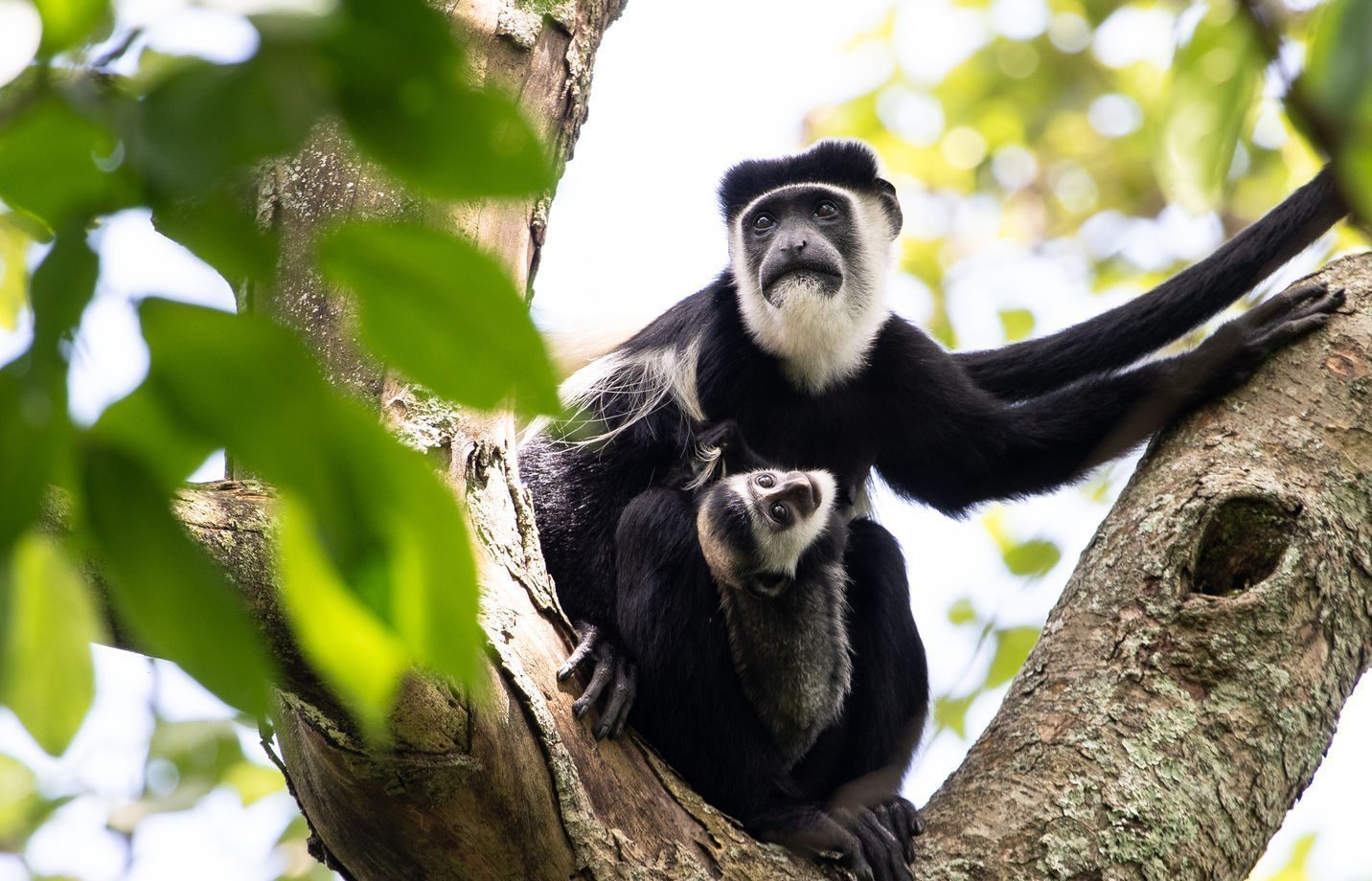 Rwanda Safaris and Tours