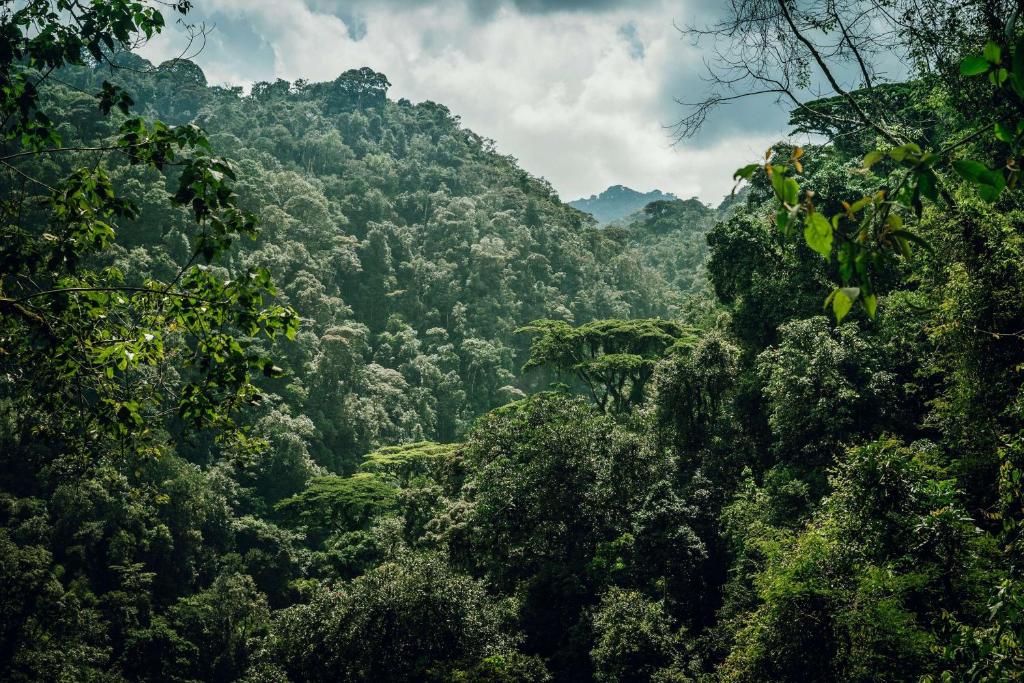 Nyungwe Forest National Park – Chimpanzees & Canopy Walk.... Nyungwe Forest National Park – Chimpanzees, Canopy Walk & Nature Trails