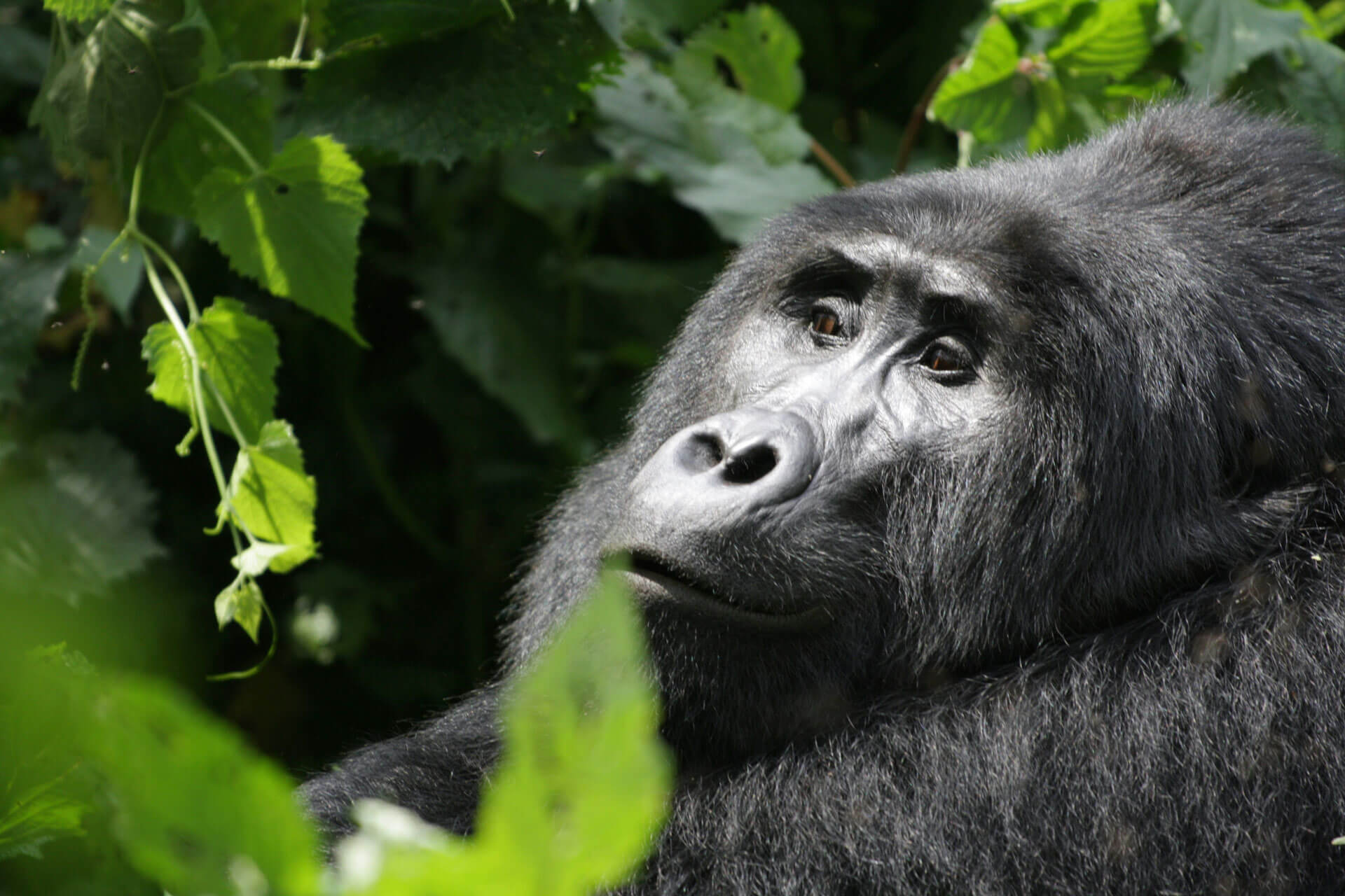 Read more about the article 3 Days High-end Gorilla & Golden Monkeys Trekking Rwanda