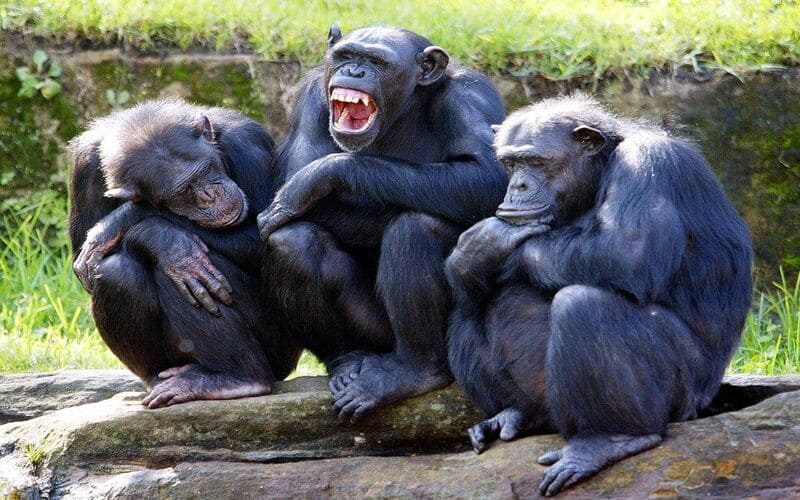 3-Days-Nyungwe-Chimpanzee-Tracking-Rwanda-Safari-3Days-2Nights