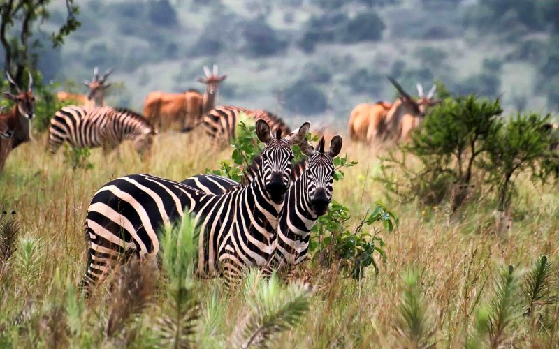 1-Day-Akagera-National-Park-universal ventures rwanda