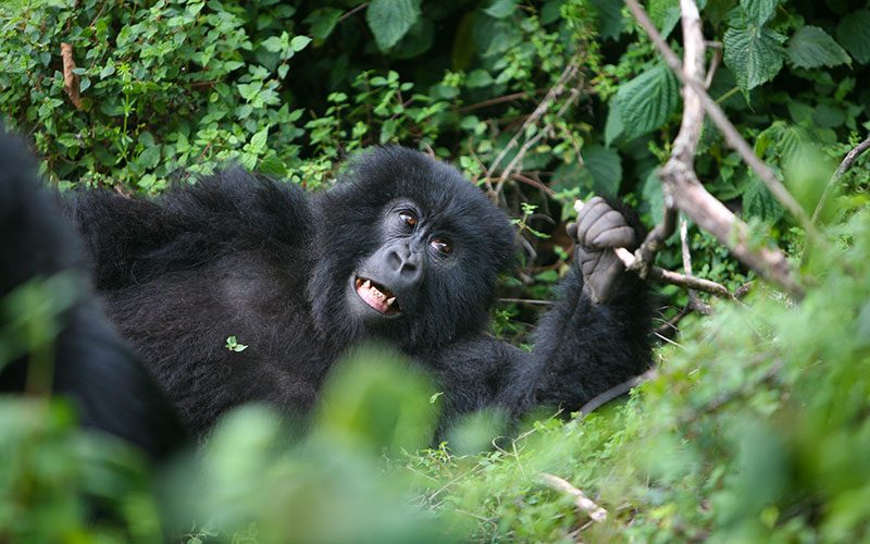 Best Gorilla Trekking Lodges for Families