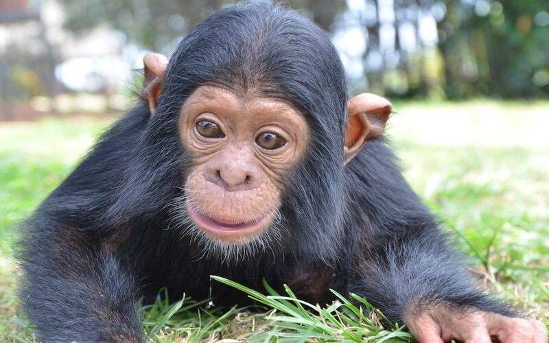 Private Rwanda Safari Holidays