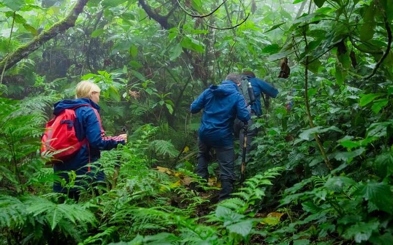 Rwanda Gorilla Trekking for African Residents