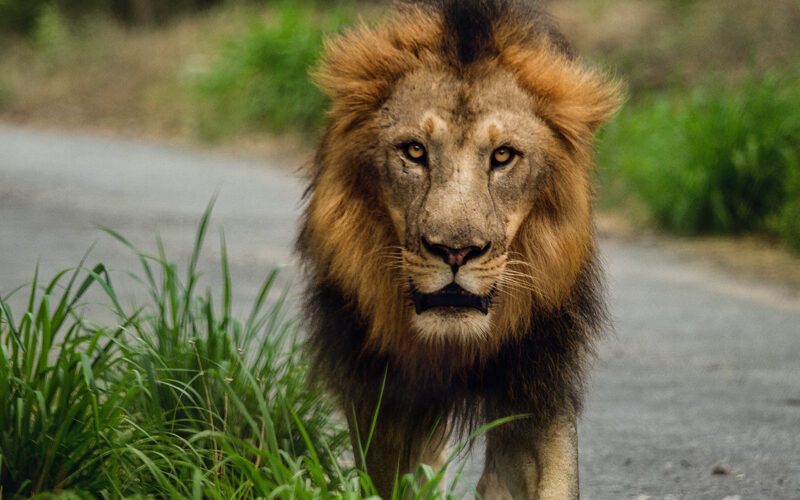 Akagera National Park