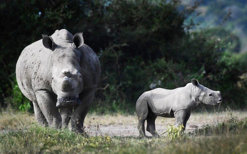 Akagera National Park safari lodges
