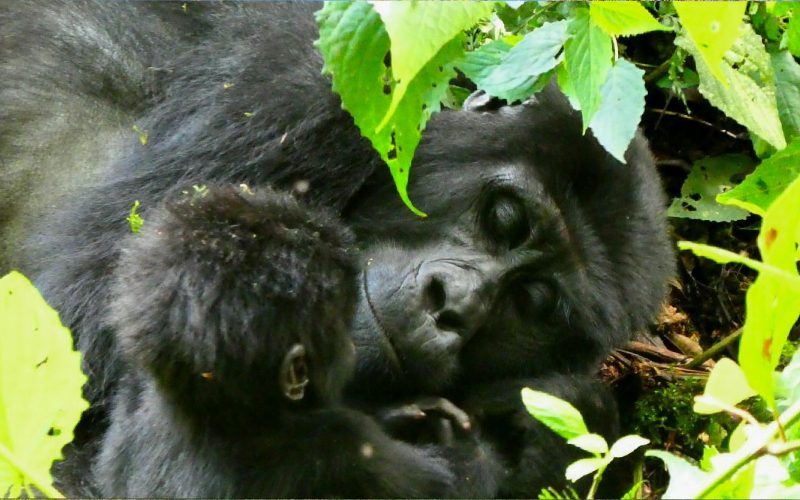 Safari Excursions to Rwanda from Qatar: Unveiling the Marvels of East Africa