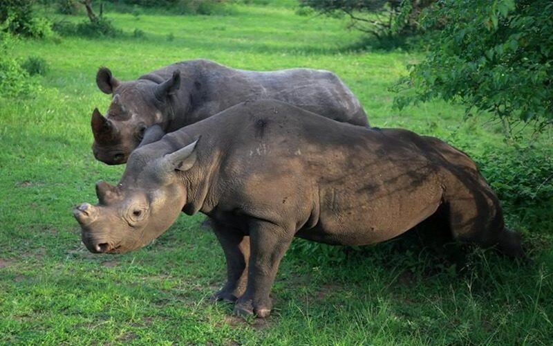 Akagera Wildlife Checklist